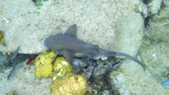 Nurse Shark (6')